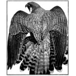 Peregrine Mantle