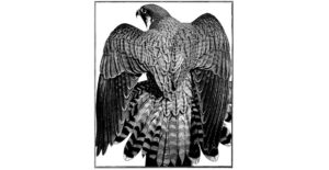Peregrine Mantle