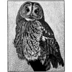 Tawny Owl II